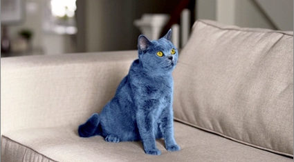 smarties-blue-cat